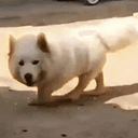 🐕