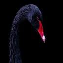 BLACKSWAN