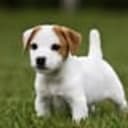 jack