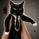 suitcat