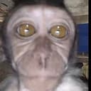 BBMONKEY