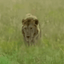 Kiongozi