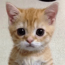 gato