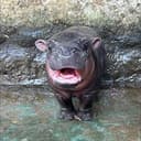 NONG MOO DENG