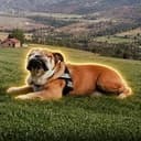 Roscoe