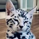 SPOTTY