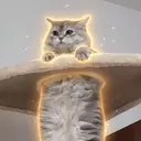 caaaaaaaaaaat