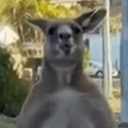 Chungus