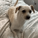 Miso