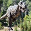 REX