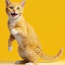 BINANCE🔶CAT