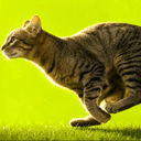 meowt