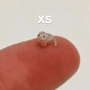ᴄᴀᴛ