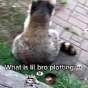 broccoon