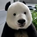 彪眼熊猫
