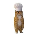 cook