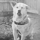 Hachiko