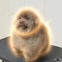 scoobert