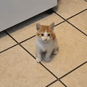 kevin