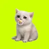 BABYCASHCAT