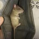 Rat$