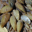 MUSSELS