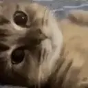 67cat