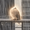 Pigeon