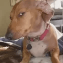 susdog