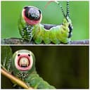Puss Moth