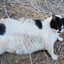 CHONKUS