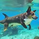Dogphin
