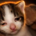 cryingcat