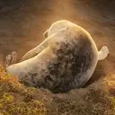 Goonseal