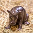 OTTO