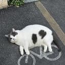 CATC