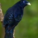 BOWERBIRD