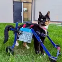 Gracie
