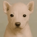 RAWDOG