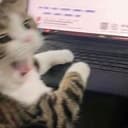 WhaleCat