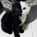 OREOCAT