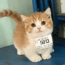 stockcat