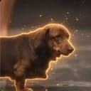 Dachshund