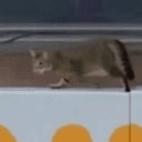 MEOWT