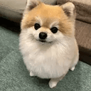 Sol