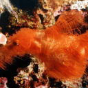 SNUFFLEUPAGUS