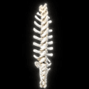 SPINE