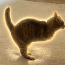 CATASAUR