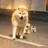 柴柴