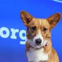 CORGI